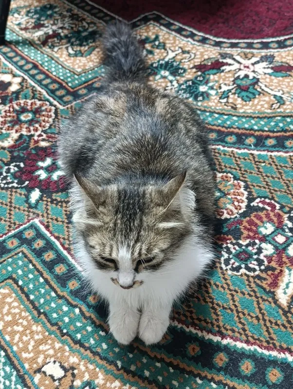 Mushuk zodi Domestic longhair — фото 1