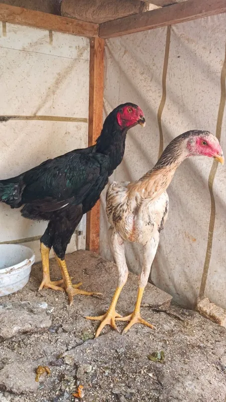 Dakan jojala sotiladi 8