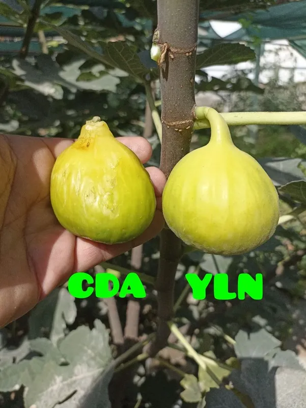 YLN (Yellow Long Neck) anjir ko‘chatlari — yirik mevali, sariq rangli. — фото 2 YLN (Yellow Long Neck) anjir ko‘chatlari — yirik mevali, sariq rangli. — фото 2