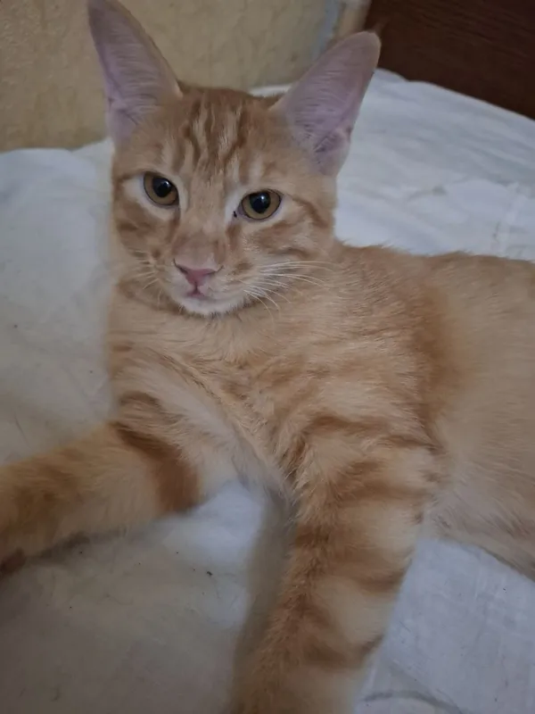 Котенок домашний 1