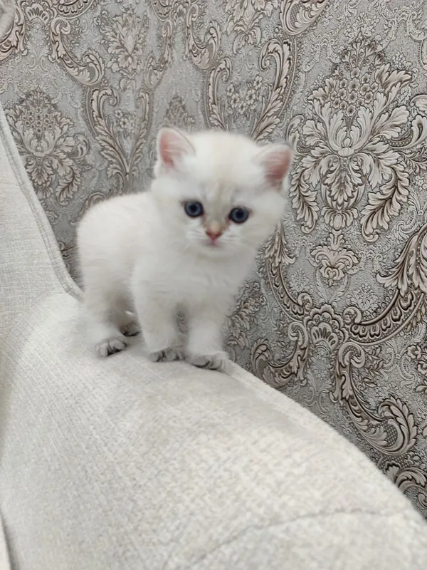 Чистокровные шотландские котята. 4 Чистокровные шотландские котята. 4