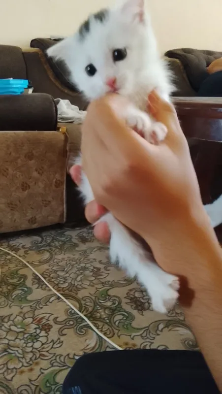 Продаётся кошка с котятами 3 Продаётся кошка с котятами 3