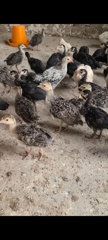 Kurka jojalari 35 kunlikdan kotta 1