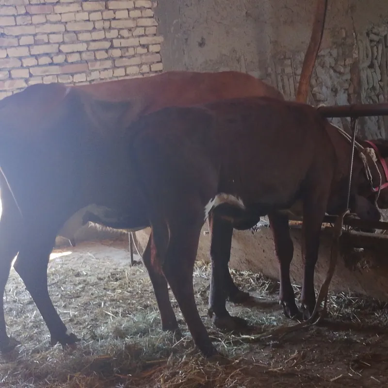 Qizilchōl sigir kafolati bilan 3 Qizilchōl sigir kafolati bilan 3