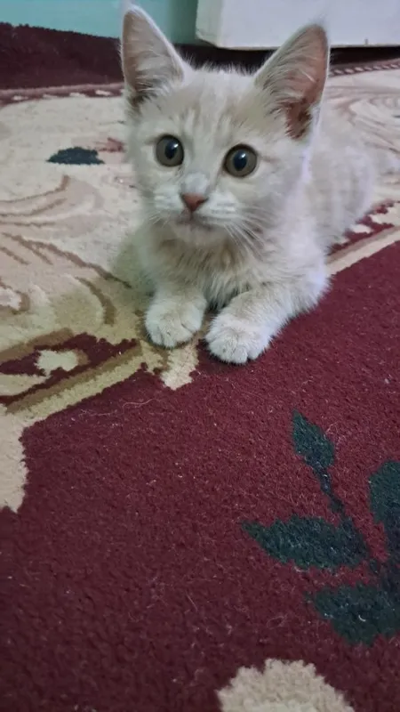 Oylik ayol muwuk uyda piwgan ovqatni yeydi 2 Oylik ayol muwuk uyda piwgan ovqatni yeydi 2