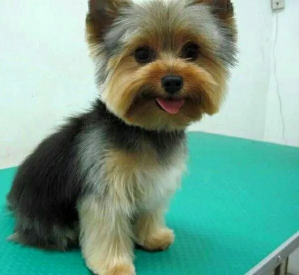 Стрижка собак мелких пород бережно и любовью 🐾✂️ — фото 2