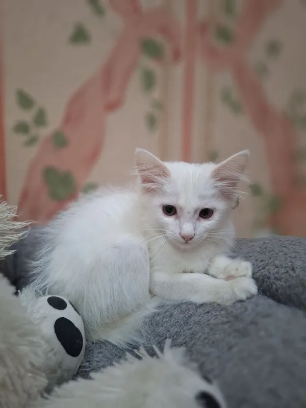 Котёнок ищет любящую семью 1 Котёнок ищет любящую семью 1