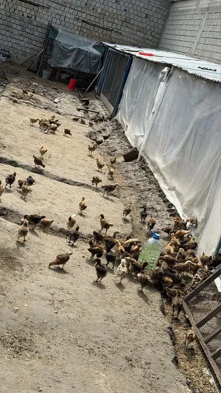 Корейские цыплята ханхяп 2 месячные — фото 2