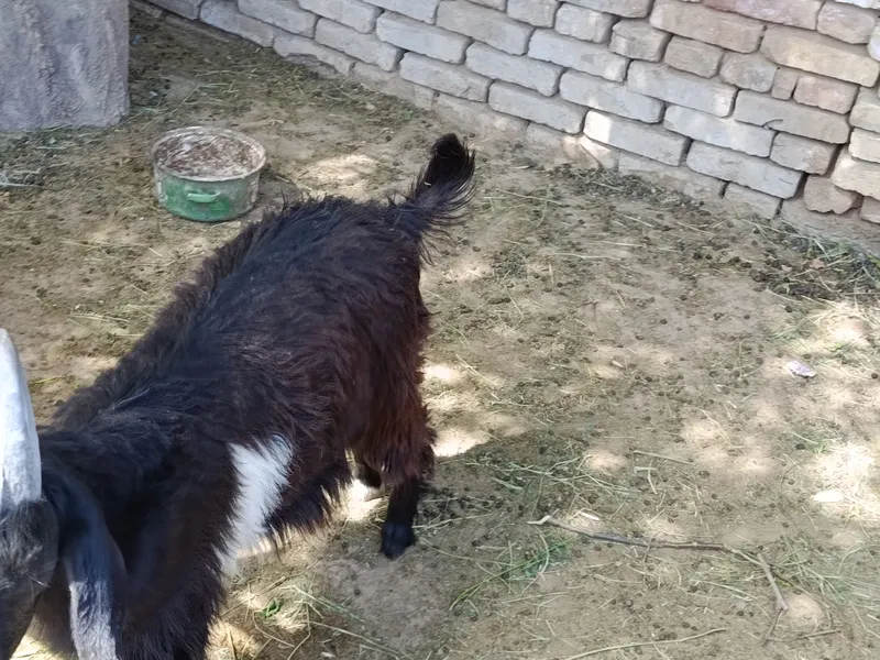 uloqlar egiz uloqlar egiz