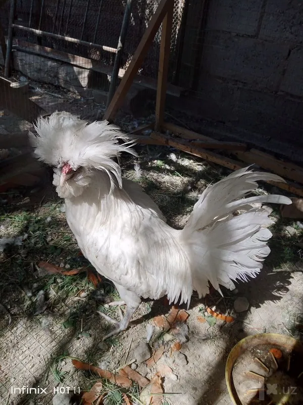 Paduvan oq xöroz va tovuqlari sotiladi 2 Paduvan oq xöroz va tovuqlari sotiladi 2