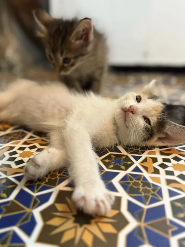 котята в добрые руки — фото 1 котята в добрые руки — фото 1