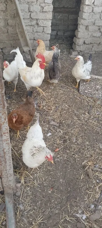 Продам кур домашних 1 Продам кур домашних 1