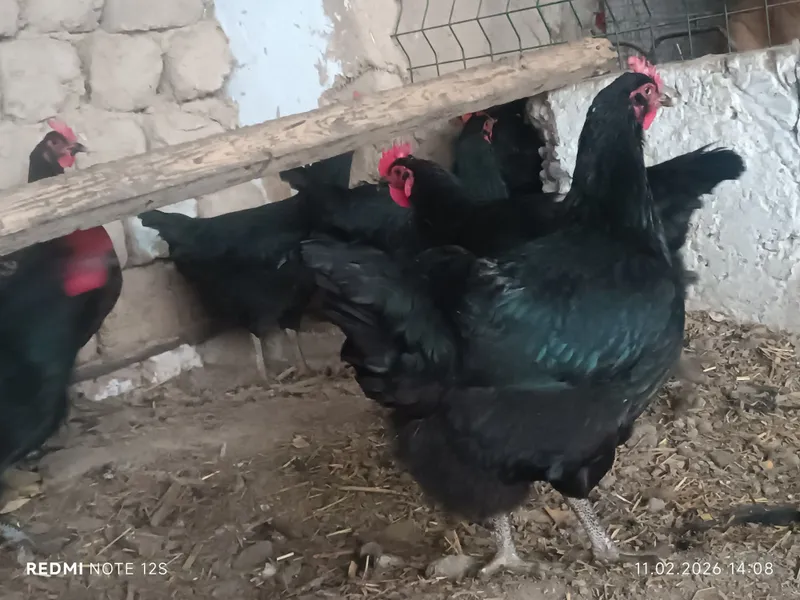 Qora shaxzoda gigant tuxum jo'jalariga zakaz olamiz — фото 1