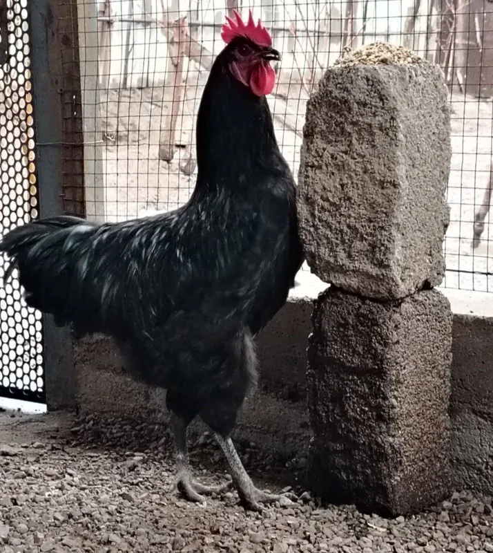 Gigant Qora Shaxzoda tumlari sotiladi