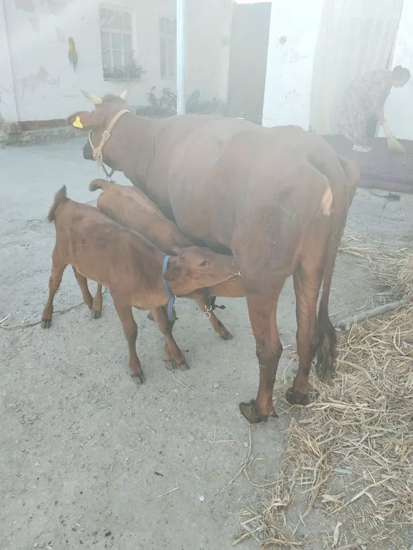 Mol sotiladi. Tez va arzon narxda 2 Mol sotiladi. Tez va arzon narxda 2