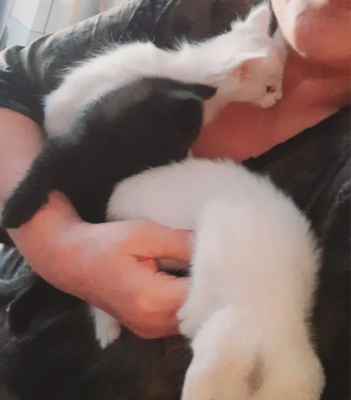 Отдам турецкую ангорскую кошку 2 Отдам турецкую ангорскую кошку 2