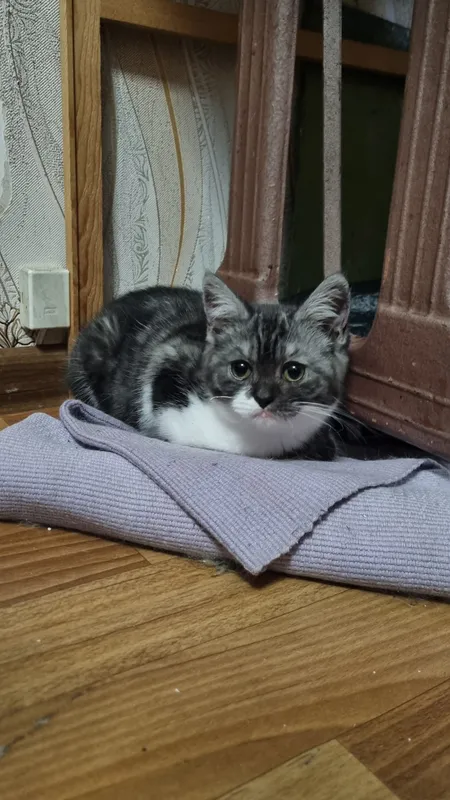Котятки Фолд Страйт — фото 1