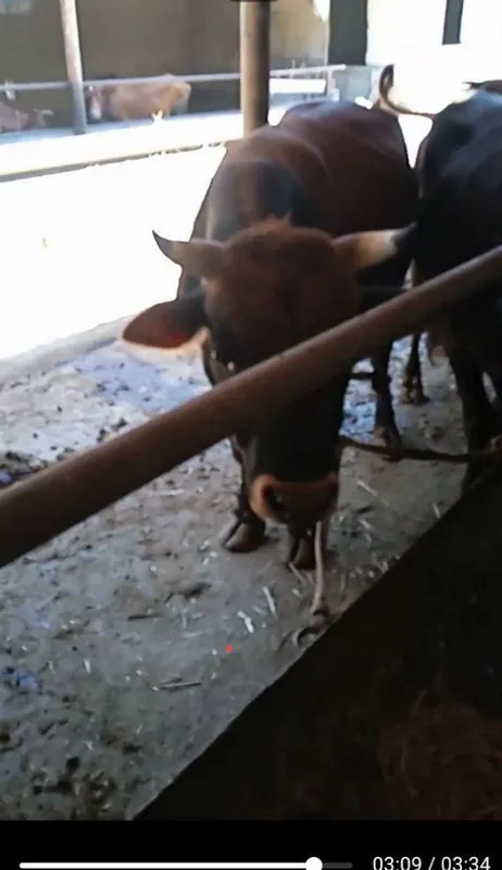 Buqalar sotiladi boqilgan yemlangan — фото 2