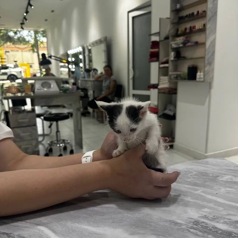 КОТЯТА в добрые и ответственные руки 3 КОТЯТА в добрые и ответственные руки 3