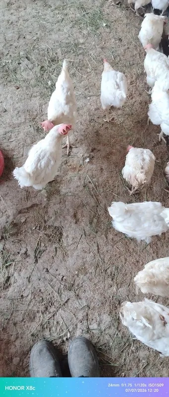 Loman sendi tovuqlar 4