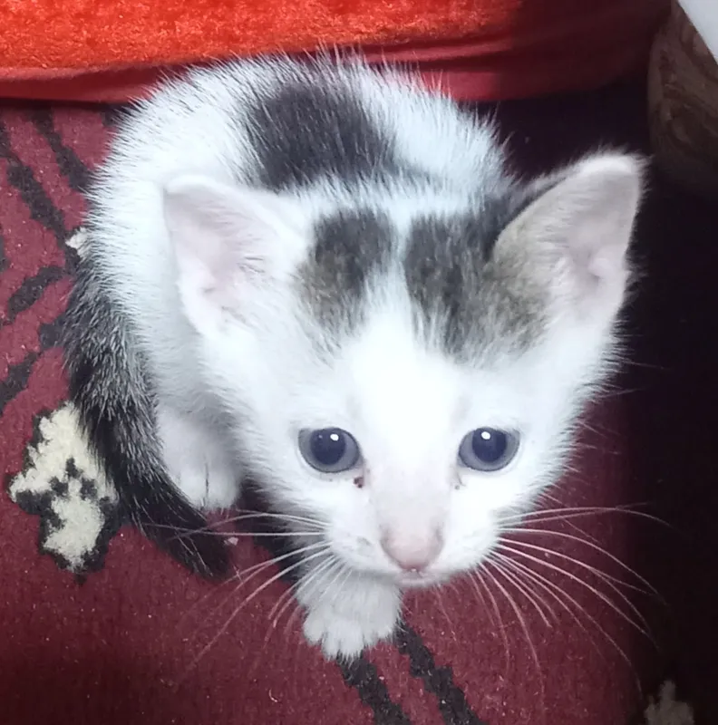 wiringina muwucala bor o'rgatilgan tekinga beraman