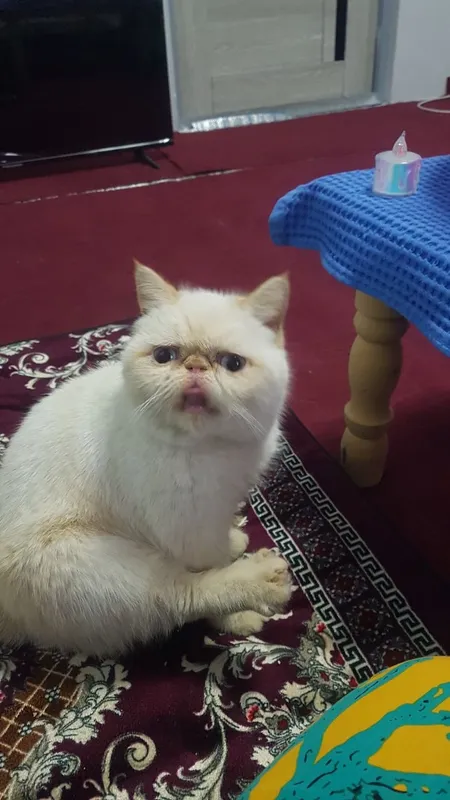 Bu mushuklar sızlarnı kutmoqta Andıjon asaka