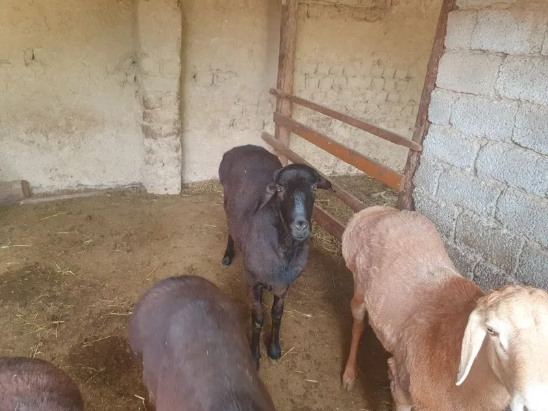 Qurbonlik uchun semiz va toza boqilgan qo‘chqorlar sotiladi! Vazni: T Qurbonlik uchun semiz va toza boqilgan qo‘chqorlar sotiladi! Vazni: T