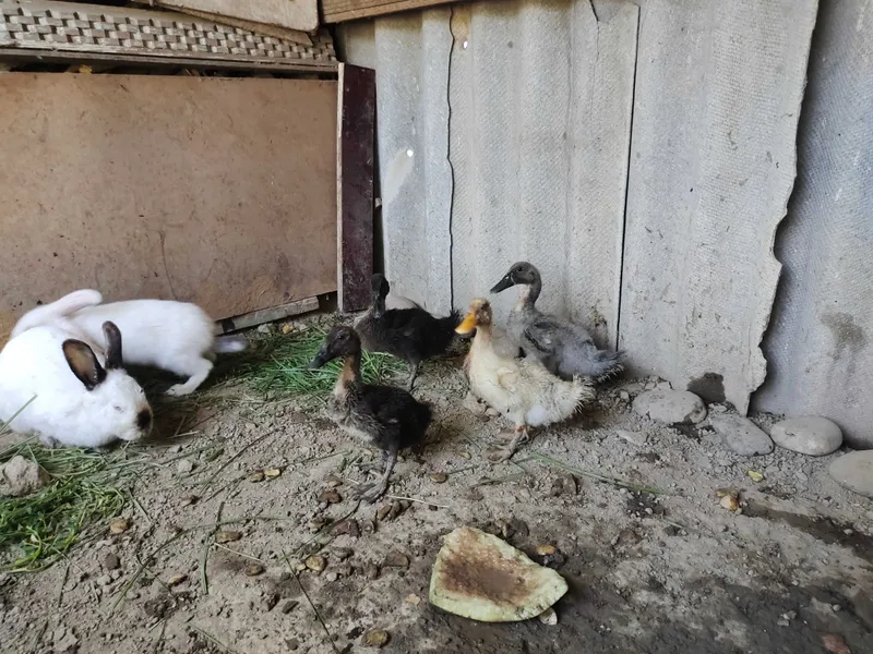õrdaklar sotiladi 2 oylik narxi 60 mingdan ğõshi qizil zotli ordela 8 õrdaklar sotiladi 2 oylik narxi 60 mingdan ğõshi qizil zotli ordela 8