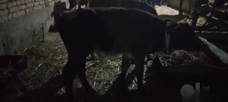 Ona bola sigir sotiladi kafolati bilan 1 Ona bola sigir sotiladi kafolati bilan 1