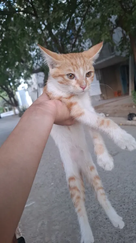 Hadyaga bepul mushuk bolasi Hadyaga bepul mushuk bolasi