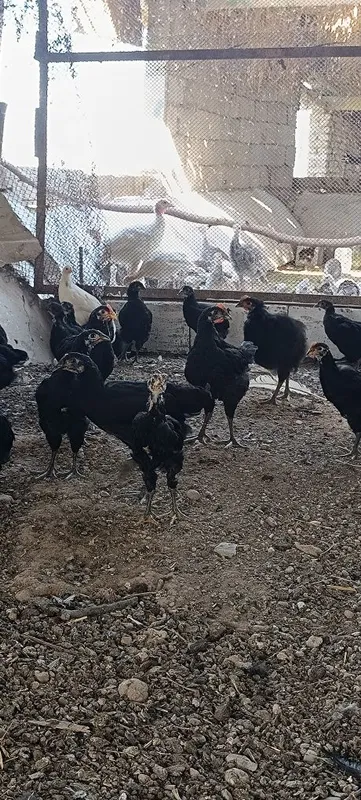 "Qora shaxzoda" joʻjalari,arzon narxda 2-3 oylik 3 "Qora shaxzoda" joʻjalari,arzon narxda 2-3 oylik 3