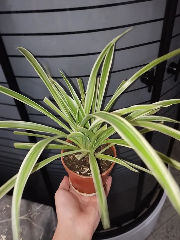 xloraftrum
