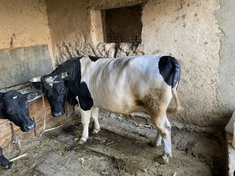 ozimizani jaydari buqa sotiladi