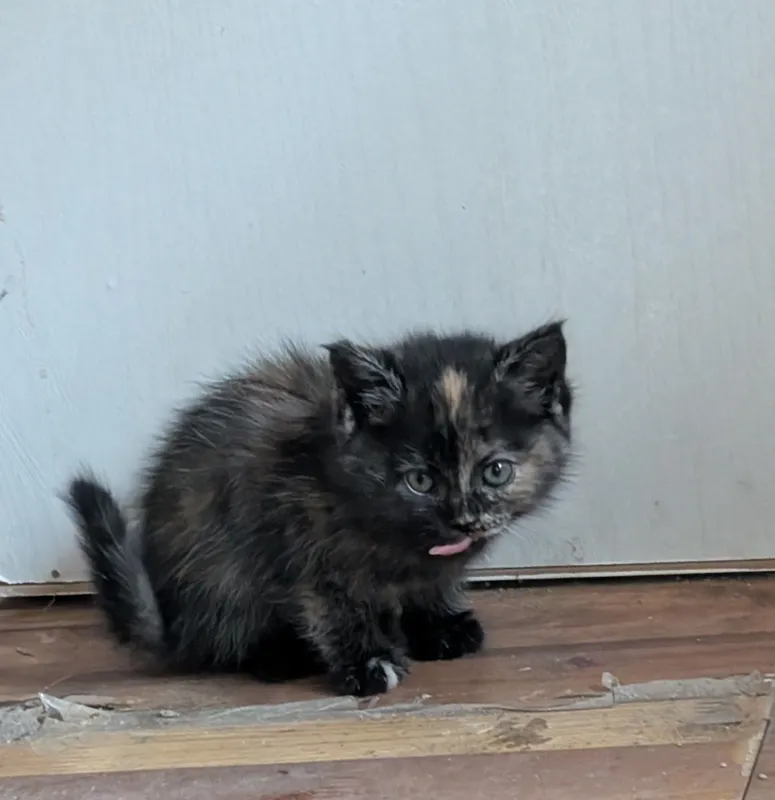 Котята шотландцы Scottish Straight 4 Котята шотландцы Scottish Straight 4