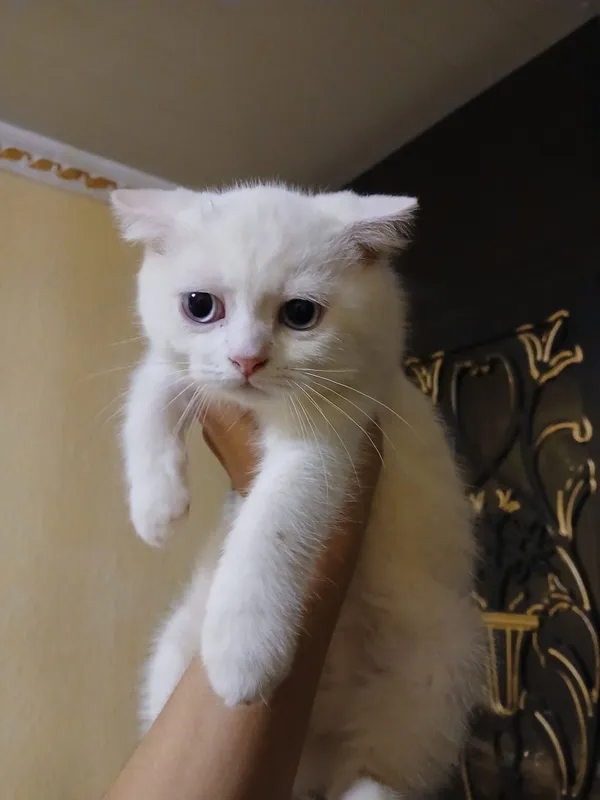 Scottish fold toza qon — фото 1
