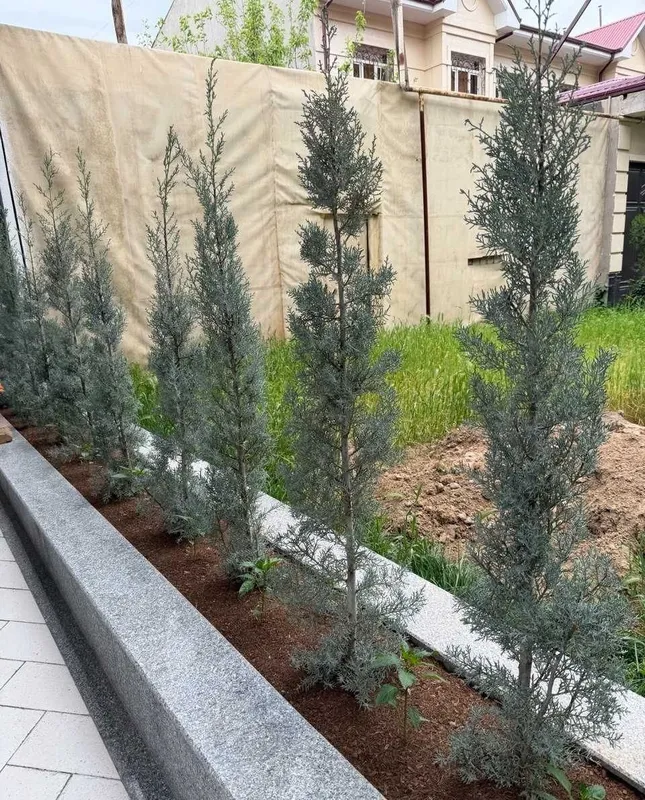 Arizona italyan kiparisi: кепарис аризоника, италя арчаси 1-5m keparis 2