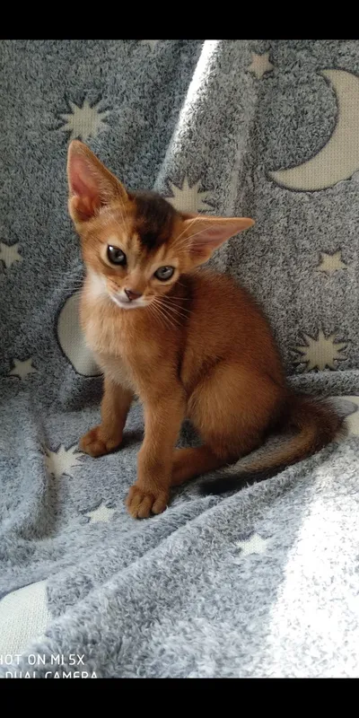 Продается котёнок — фото 4