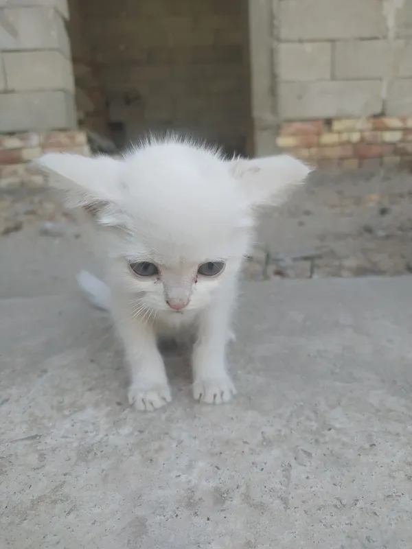 Котёнок 1 Котёнок 1