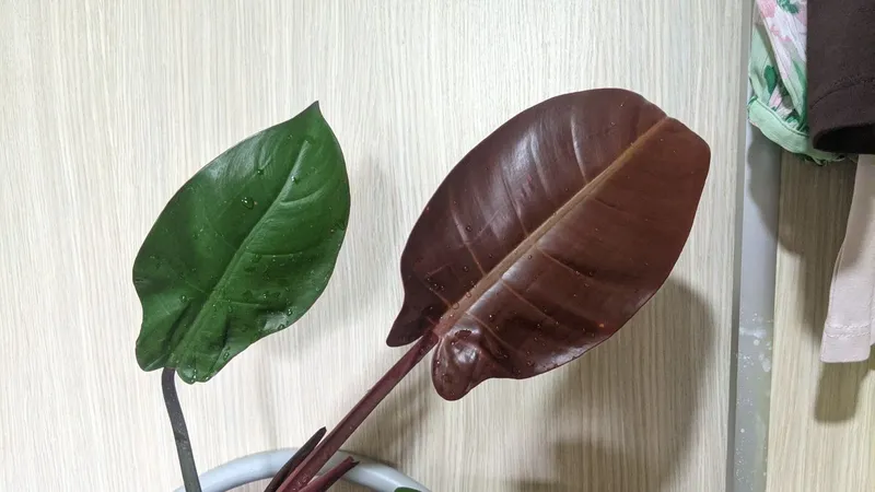 Продам филодендрон — фото 1