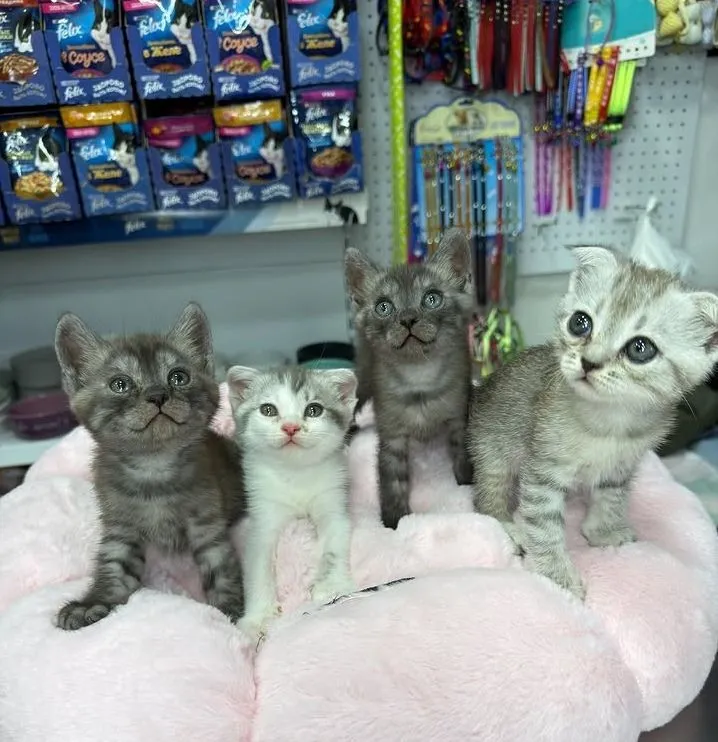 котята 1 котята 1