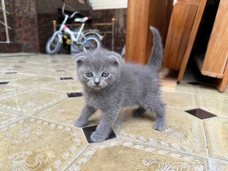 Котята Скоттиш-Фолд