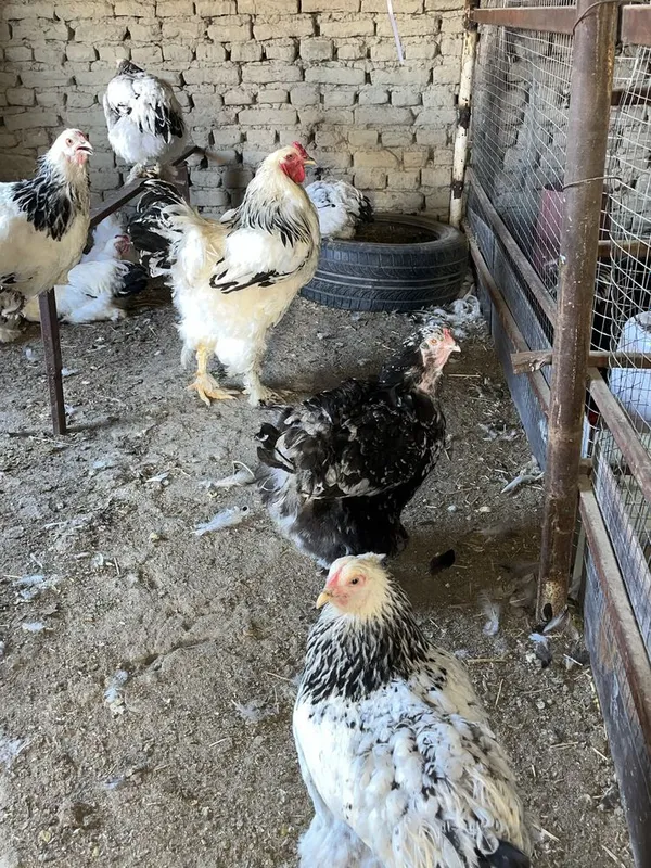 Birama tovuq xòrozlar sotiladi 8 Birama tovuq xòrozlar sotiladi 8