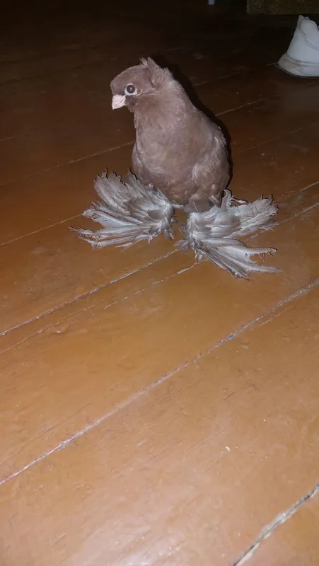 Qush sotiladi pulini kelishamiz tel Tosh vil 3