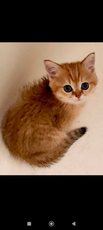 Британские котята (короткошёрстная золотая шиншилла) — фото 1