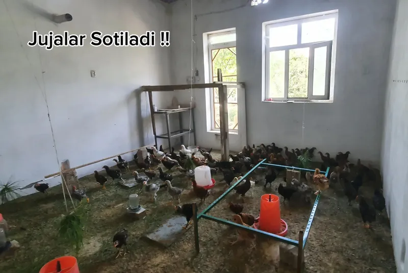 Sifatli jo‘jalar sotiladi (tovuq va xo‘roz) 1 Sifatli jo‘jalar sotiladi (tovuq va xo‘roz) 1