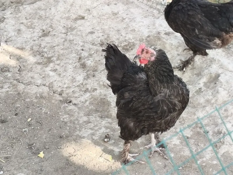 Tovuqlar sotiladi