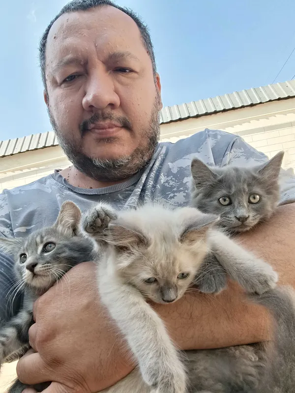 Котята 4 штуки продам Котята 4 штуки продам
