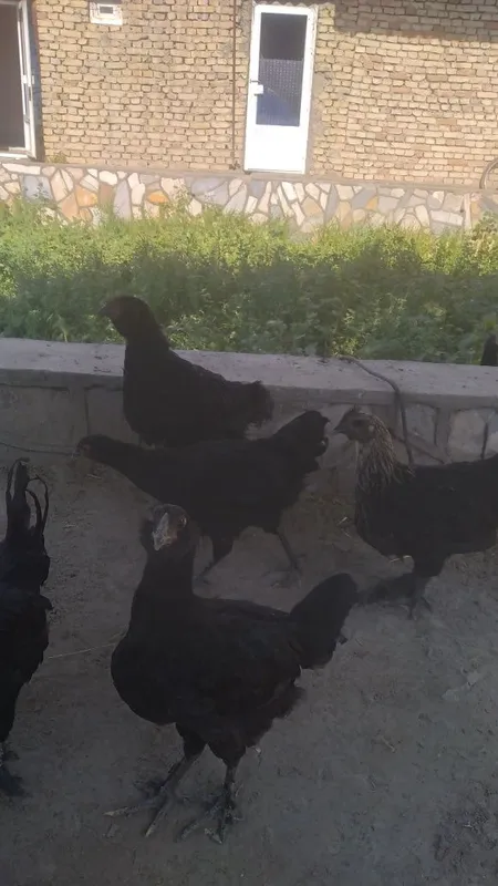 Qora tovuqlar sotiladi 3 Qora tovuqlar sotiladi 3