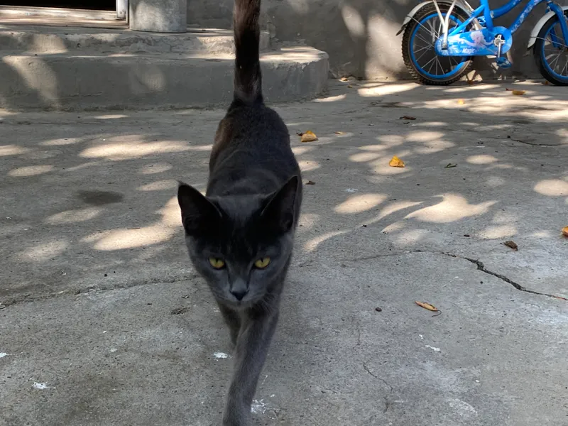 Кошка 2