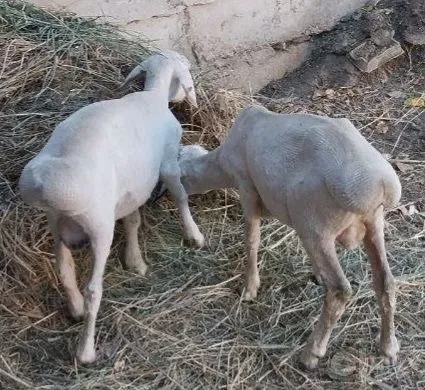 Эгиз кучкорлар сотилади. 4 Эгиз кучкорлар сотилади. 4